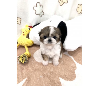 시츄 분양합니다